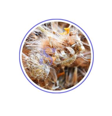 Buy Whole Herbs Online Canada | Serenityuniverse.com