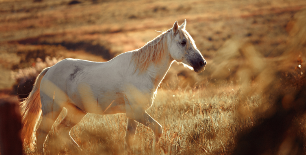 Unlocking the Secrets of Snaffle Bits: A Comprehensive Guide