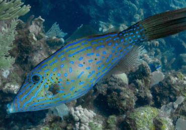 Dive Shop Roatan | Sundiversroatan.com