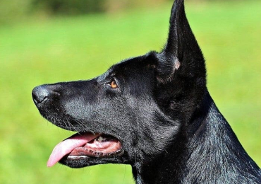 Black German Shepherd