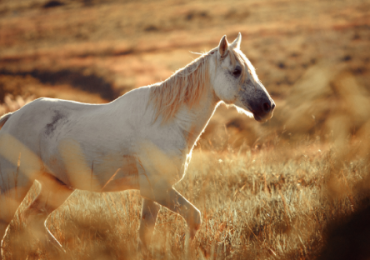 Unlocking the Secrets of Snaffle Bits: A Comprehensive Guide